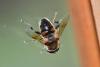 Eristalis tenax